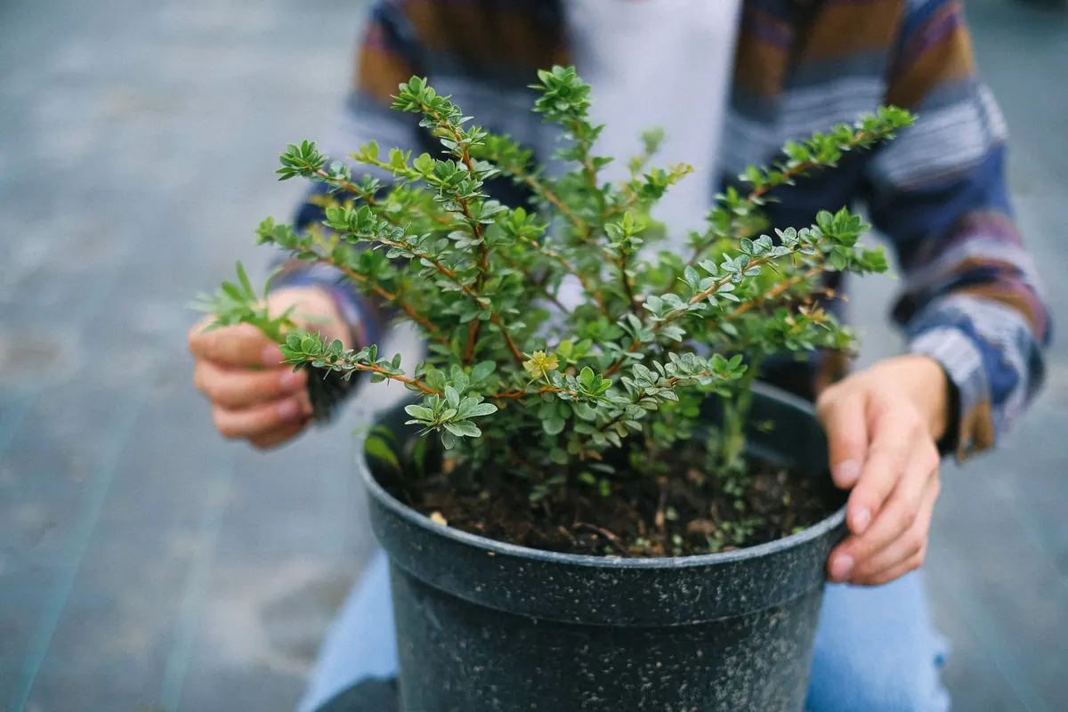 Five Common Mistakes When Planting Bare-Root Shrubs in Autumn