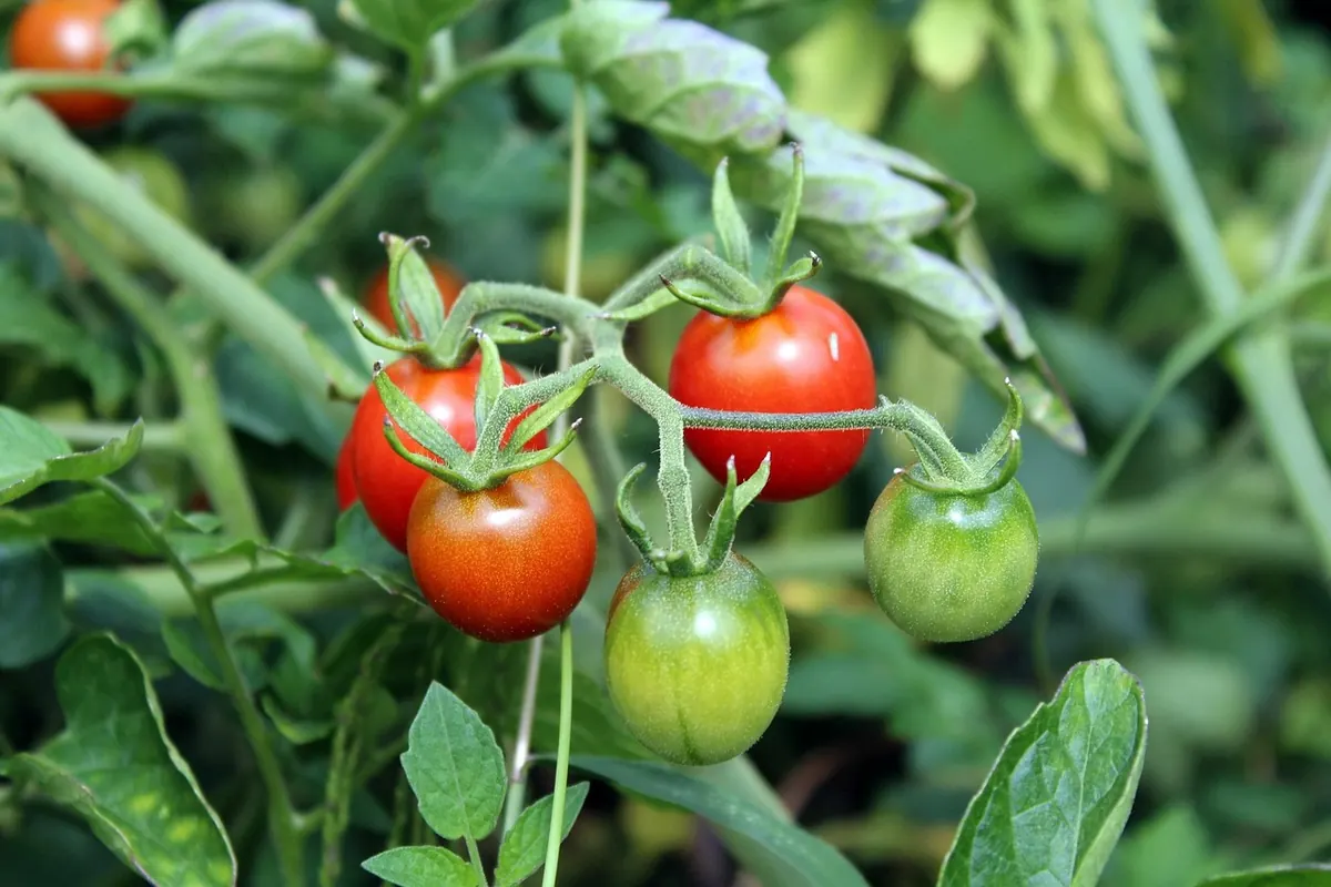Growing Tomatoes Outdoors in the UK: A Beginner's Guide