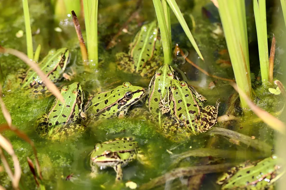 How to Build a Wildlife Pond in a Weekend
