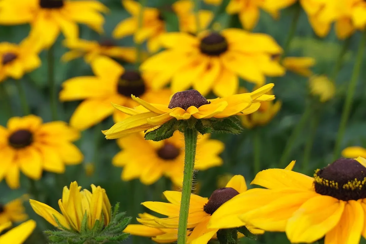 What 'Full Sun' Really Means on a UK Plant Label